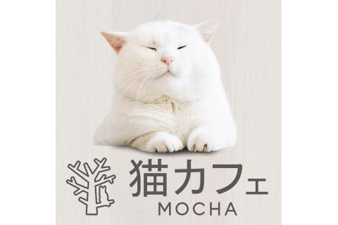 猫カフェ モカ ショップガイド イオンモール大日 公式ホームページ