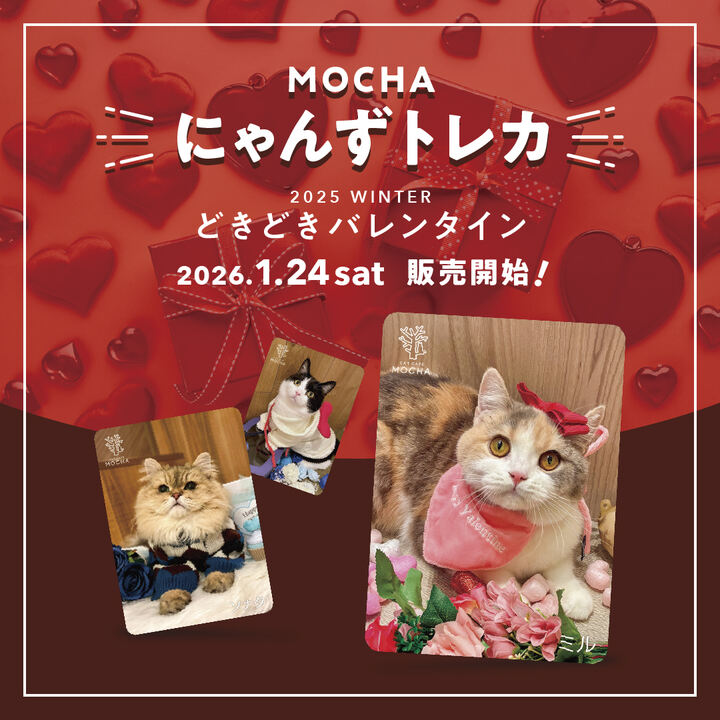 猫カフェ mocha にゃんずトレカ SNSで話題沸騰中！各店舗限定、当たり付きにゃんこトレカが夏ver.に
